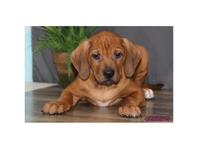 Rhodesian Ridgeback