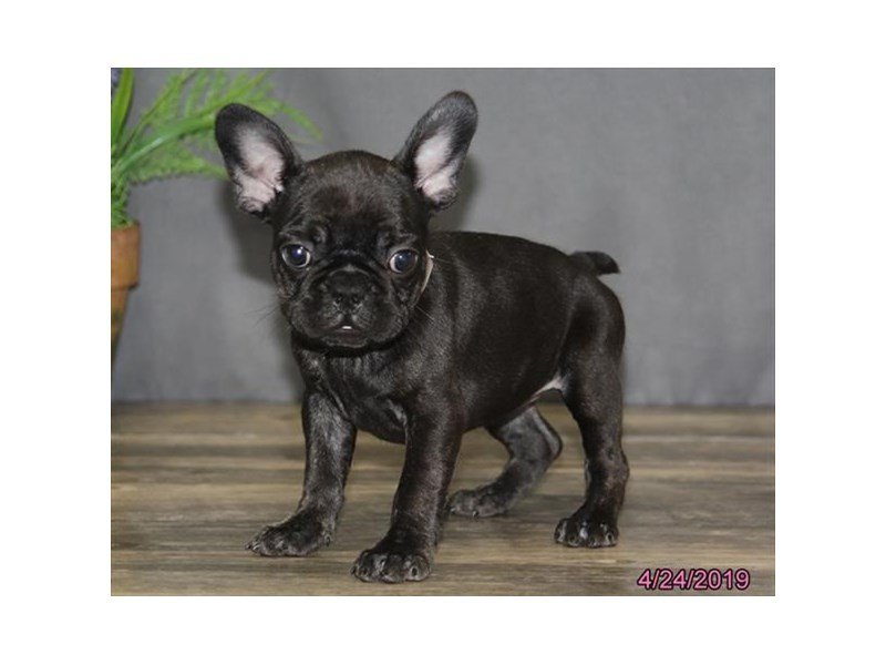 French Bulldog