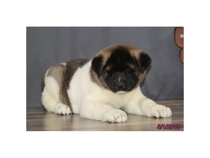 Akita