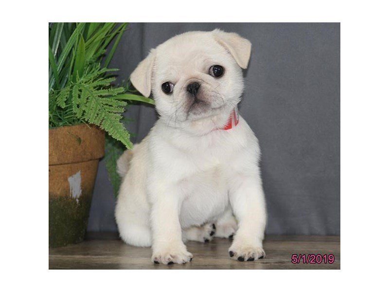 Pug