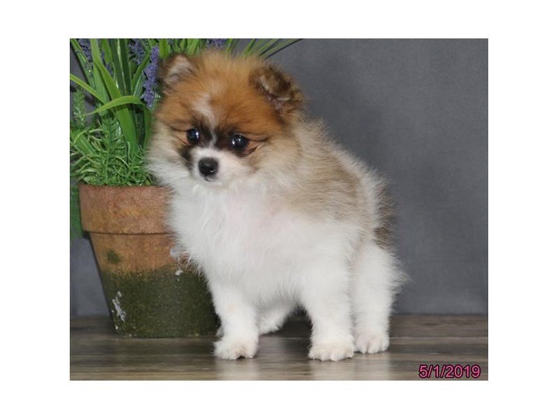 Pomeranian