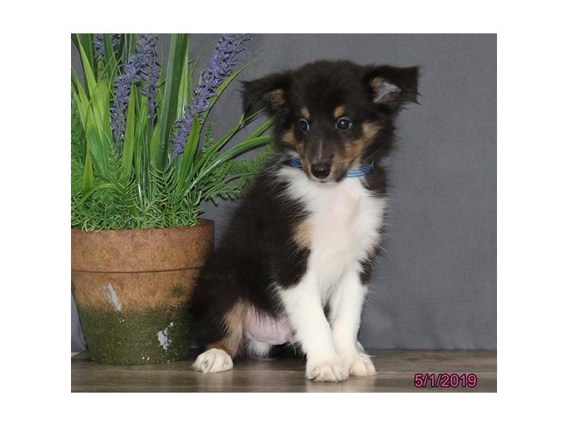 Shetland Sheepdog
