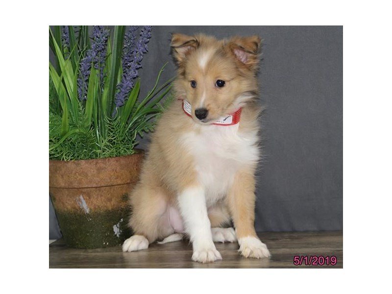 Shetland Sheepdog