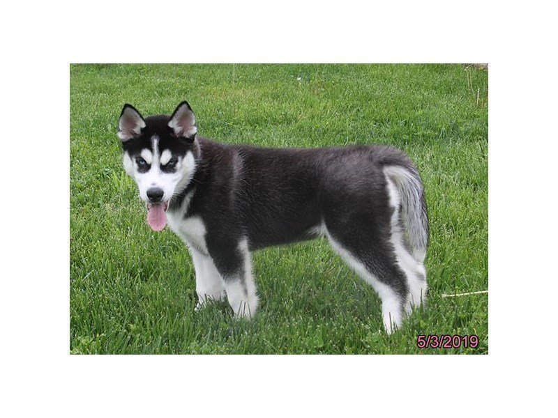 Siberian Husky