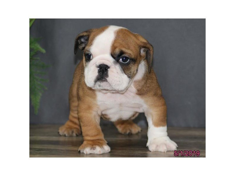English Bulldog