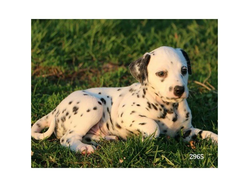 Dalmatian
