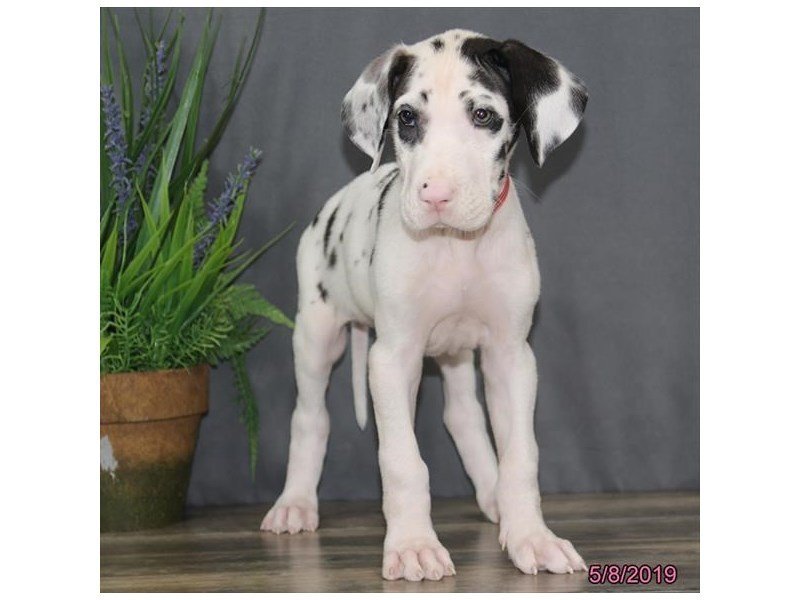 Great Dane