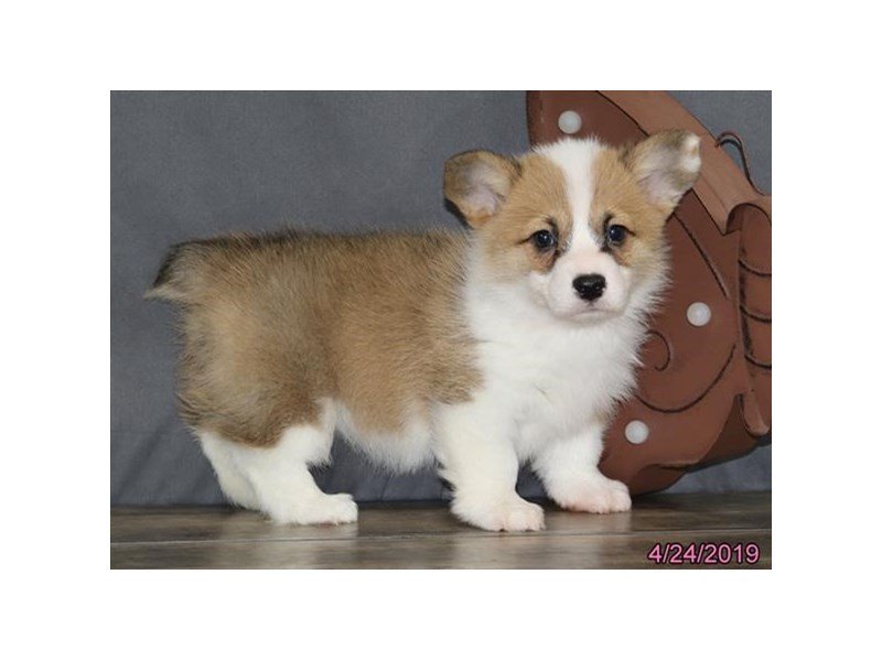 Pembroke Welsh Corgi