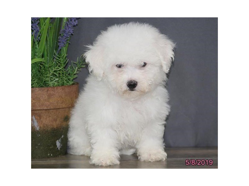 Bichon Frise