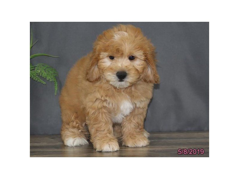 Mini Goldendoodle 2nd Gen