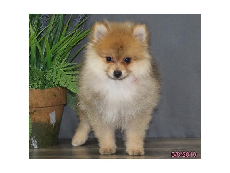Pomeranian