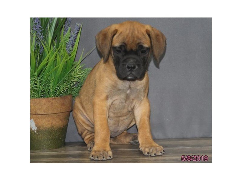 Bullmastiff