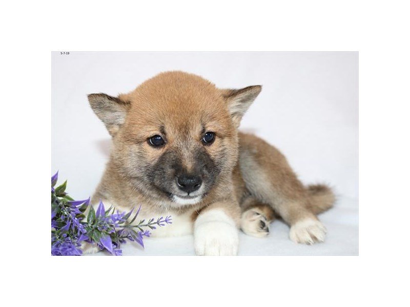 Shiba Inu Dog Male Red 2356822 Petland Carriage Place