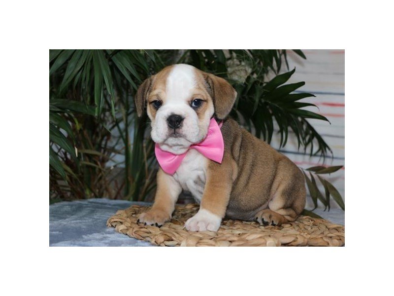 Bulldog/Bulldog-Beagle