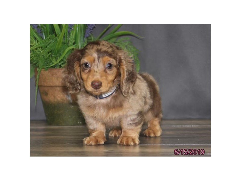 Dachshund