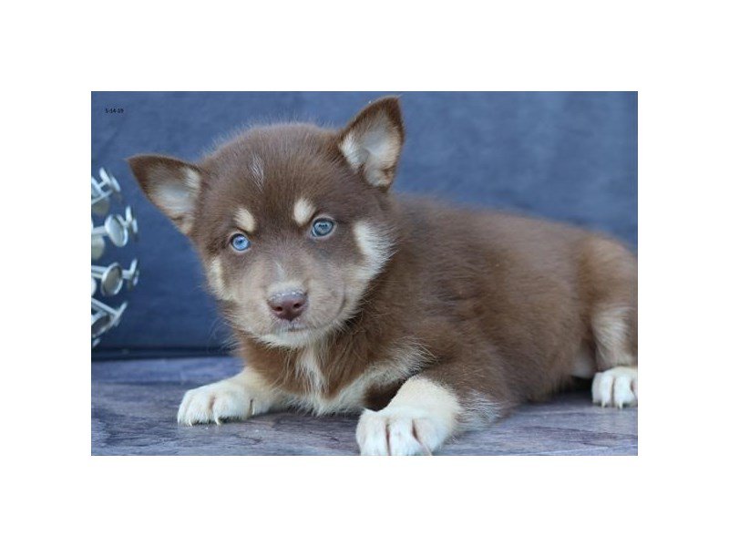 Tri Color Pomsky Pomsky Puppy Chocolate Tri ID:14907 Located at Petland Columbus, Ohio