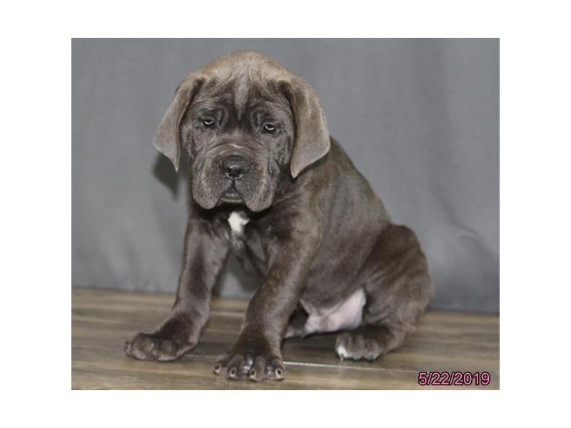 Cane Corso