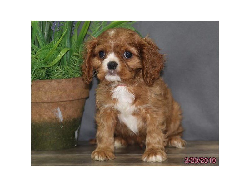 Cavalier King Charles Spaniel