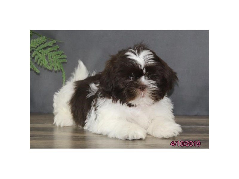 Shih Tzu