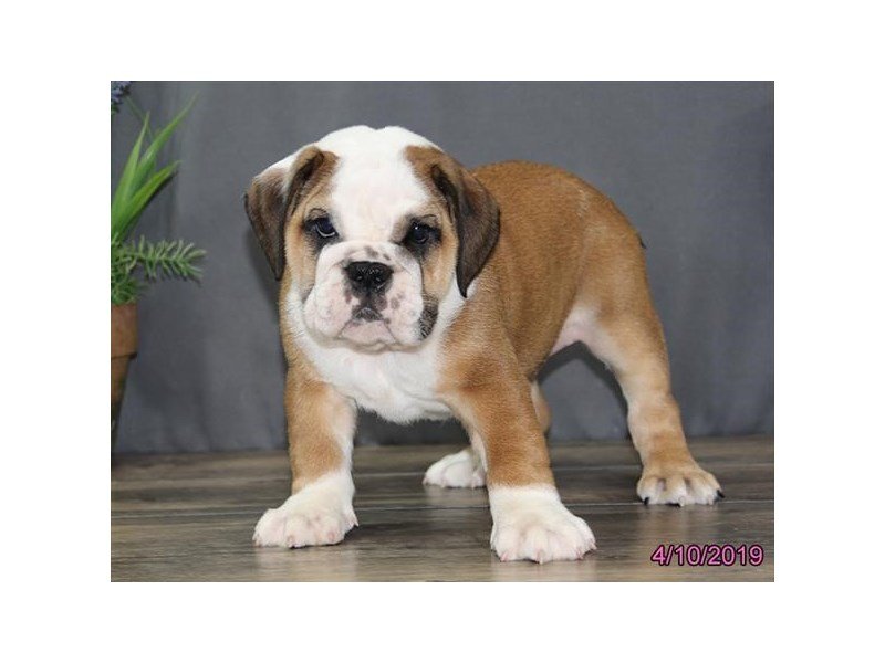 Bulldog
