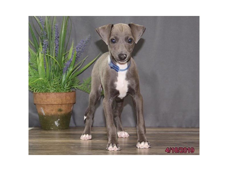 Italian Greyhound