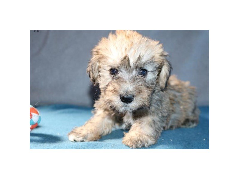 Schnoodle