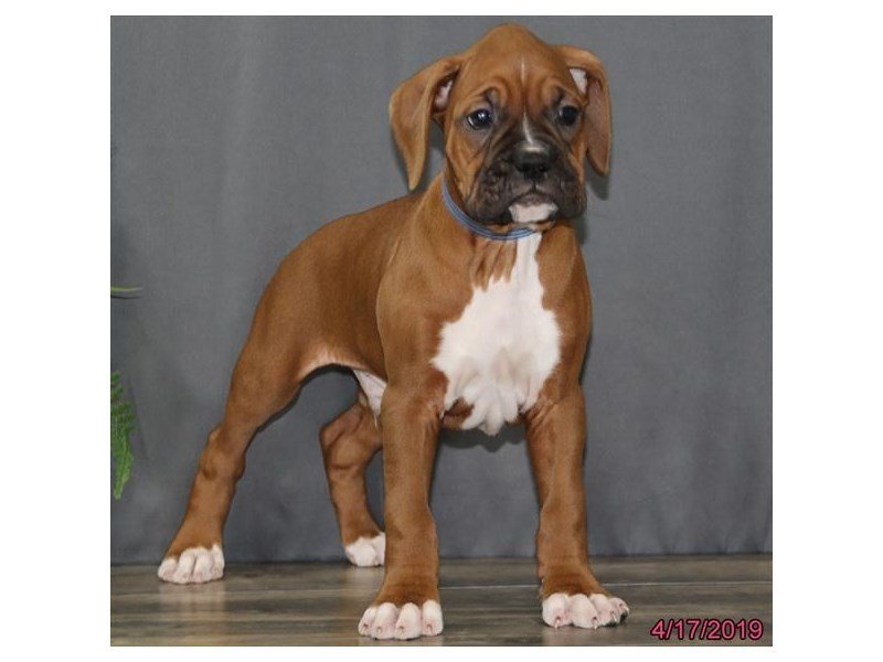 Boxer