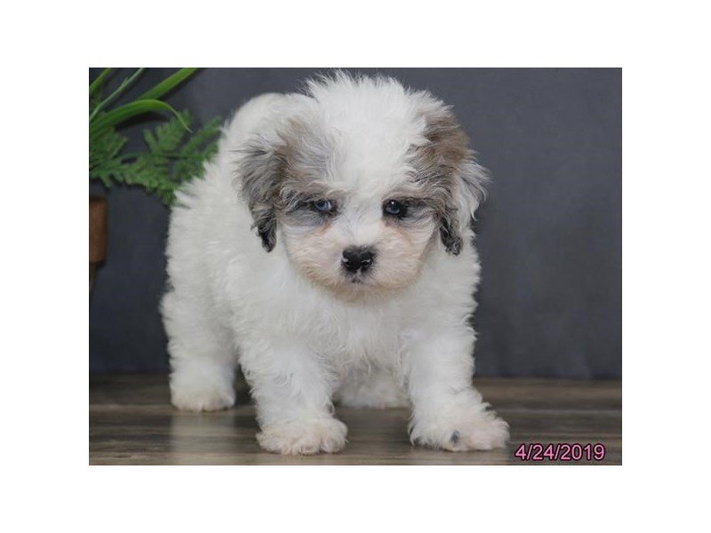 shih tzu merle