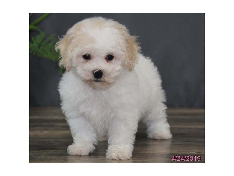 Cavachon