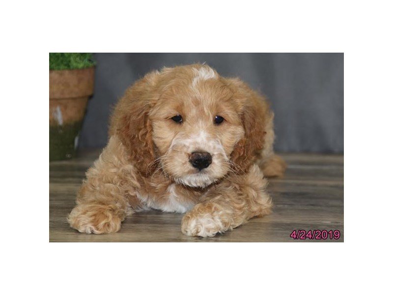 Goldendoodle Mini 2nd Gen