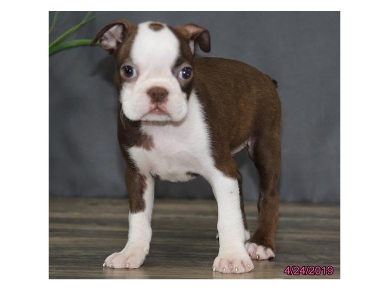 Boston Terrier