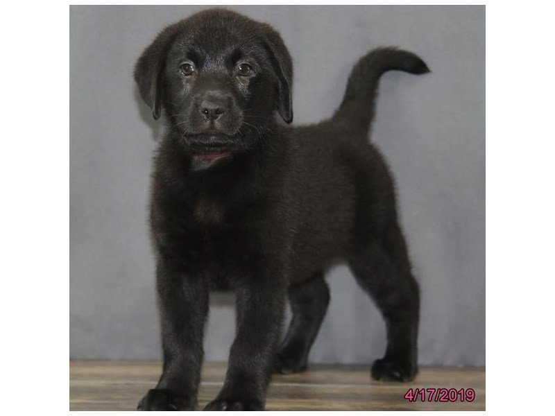 Labrador Retriever