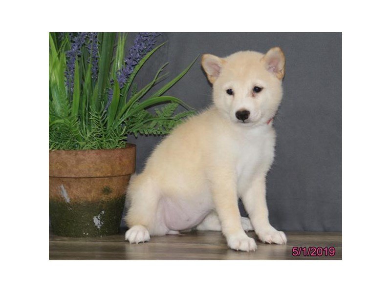 Shiba Inu