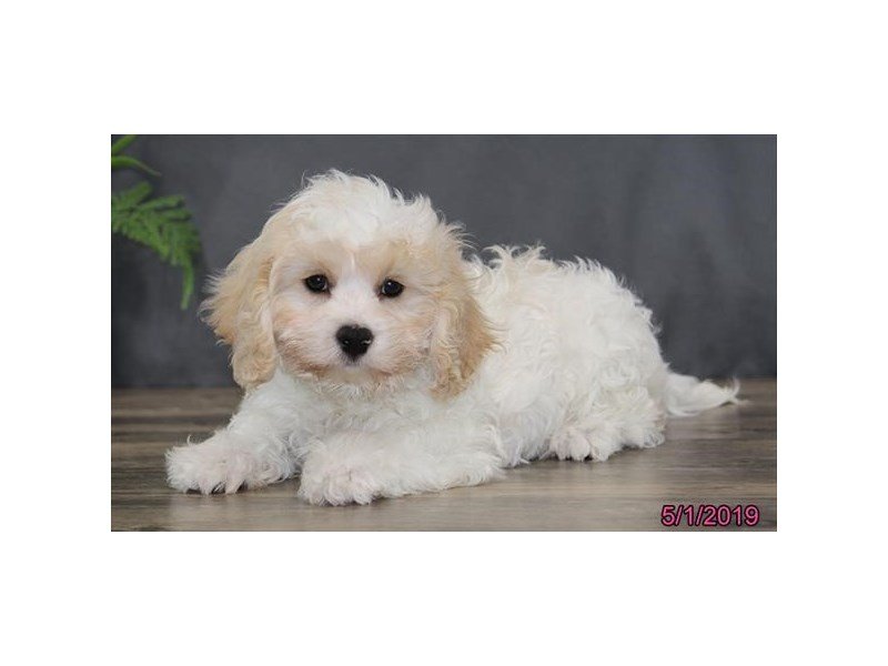 Cavachon