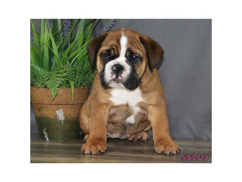 English Bulldog