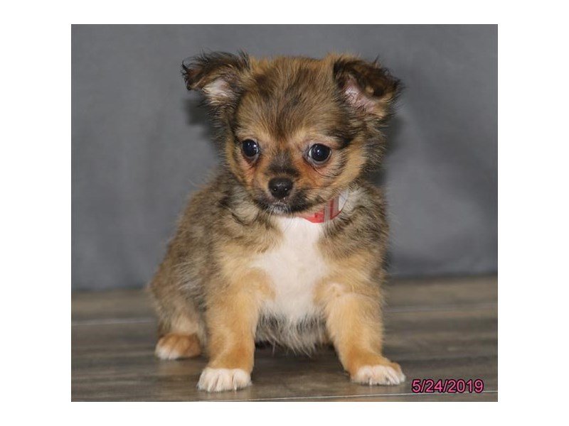 Chihuahua