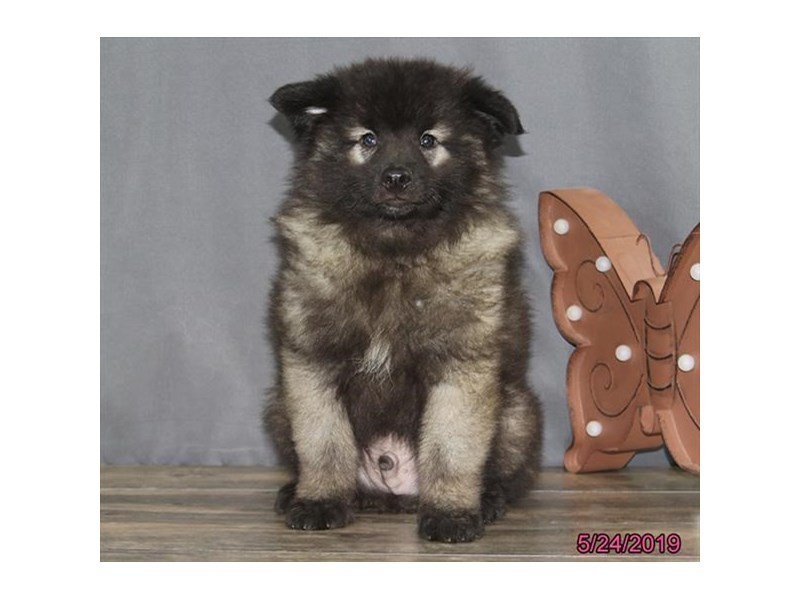 Keeshond