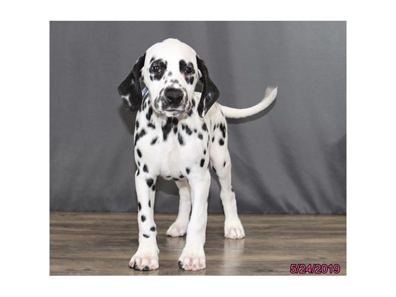 Dalmatian
