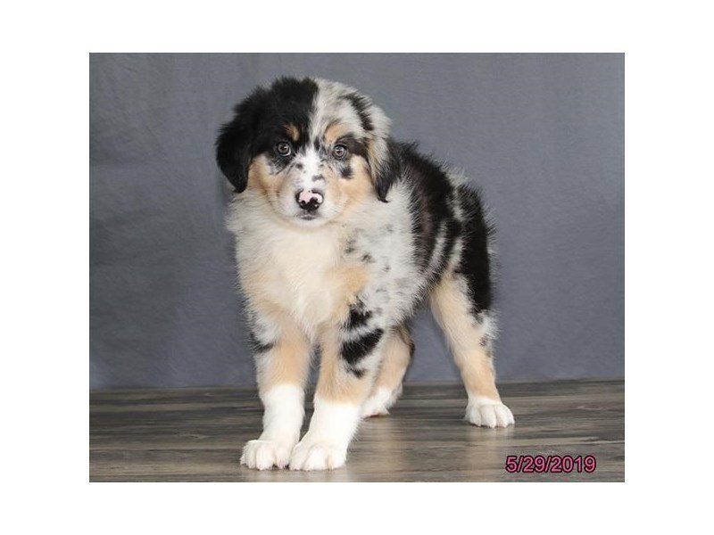 Australian ShepherdDOGFemaleBlue Merle2367294Petland Carriage Place