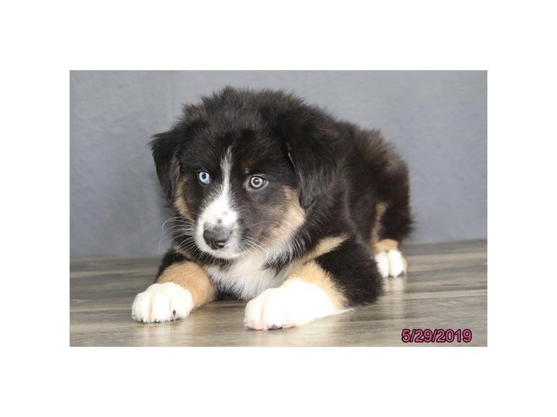 Australian Shepherd