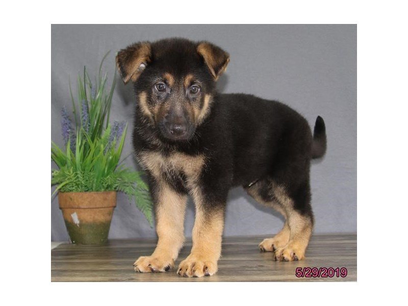 German Shepherd Dog