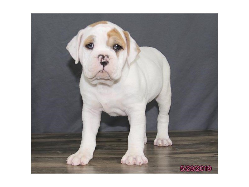 white and tan english bulldog