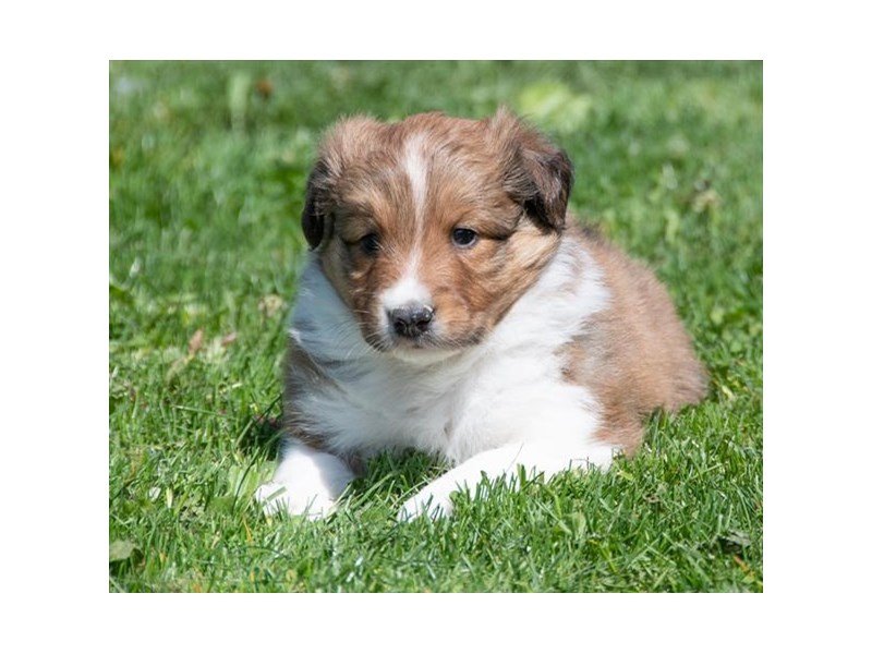 Shetland Sheepdog