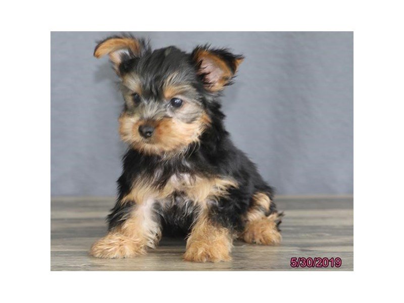 Yorkshire Terrier