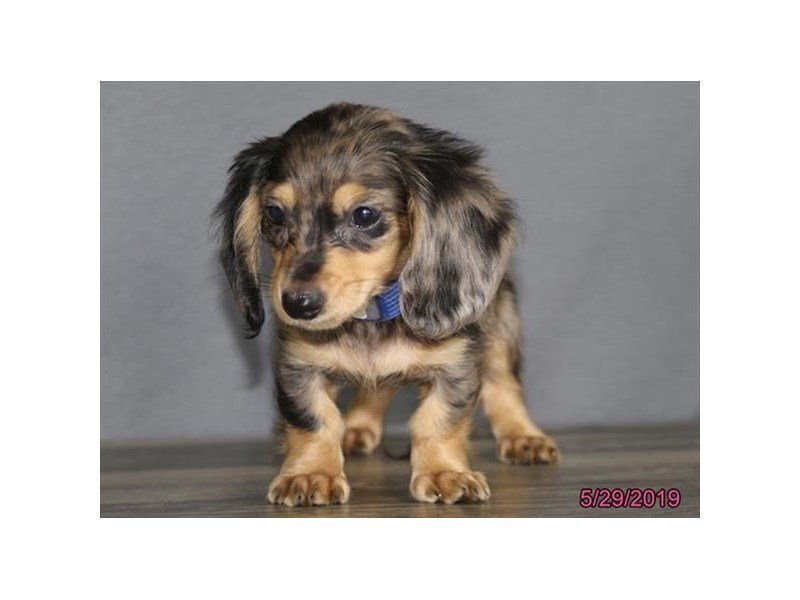 Dachshund