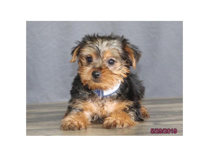 Yorkshire Terrier