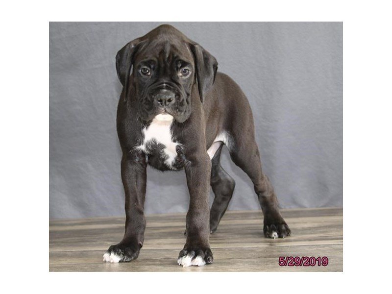 Boxer