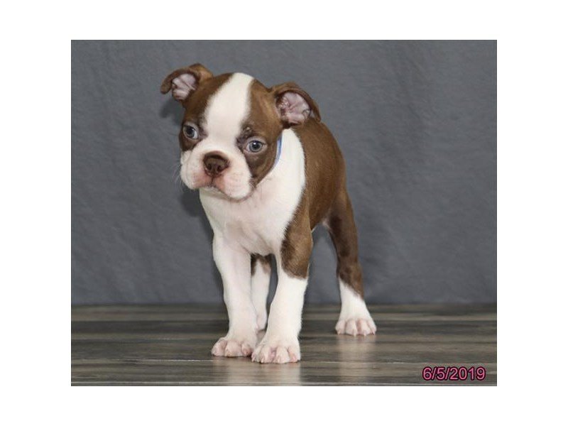 Boston Terrier