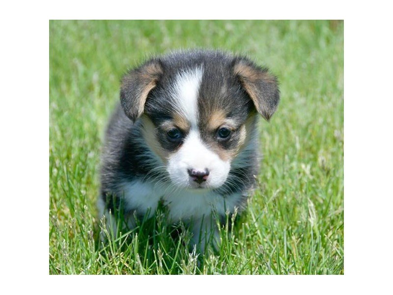 Pembroke Welsh Corgi