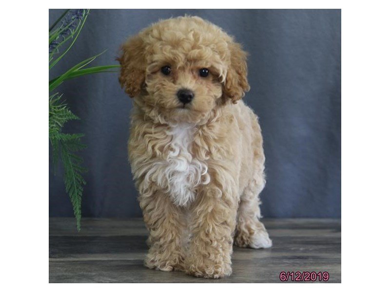 Bichon Poo DOG Female Apricot 2379025 Petland Columbus Ohio